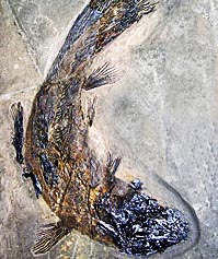 Coelacanthus