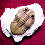 Briozoo fossile