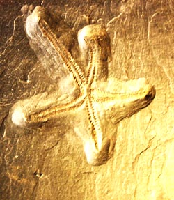 Asteroideo fossile