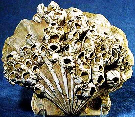 Cirripede fossile