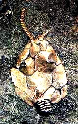 Cistoideo fossile