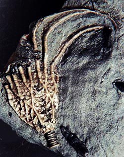 Cistoideo fossile