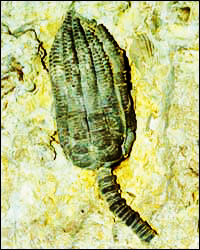 Crinoide fossile
