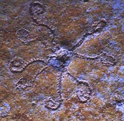 Crinoide fossile