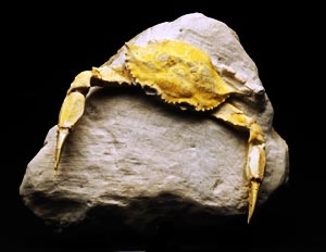 Granchio fossilizzato