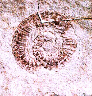 Miriapode fossile