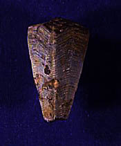 Scifozoo fossile